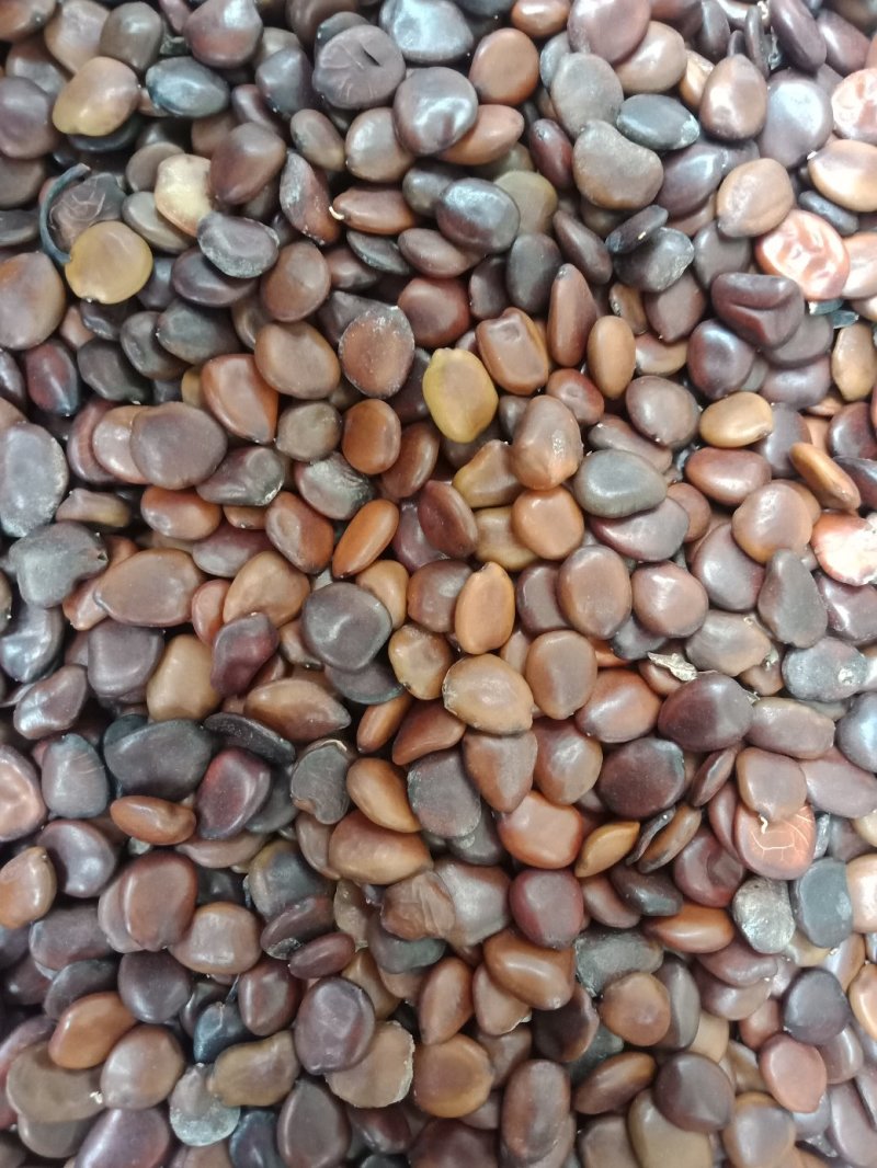皮扁豆