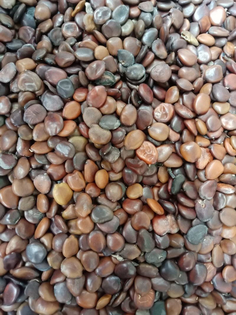 皮扁豆