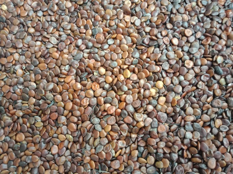 皮扁豆