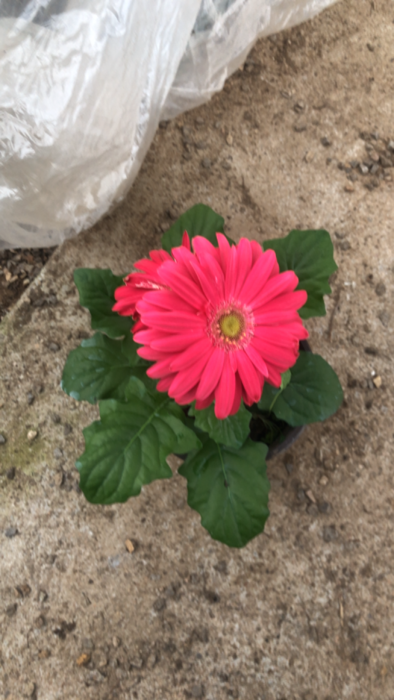 非洲菊观赏植物花期长颜色齐全进口土量大优惠
