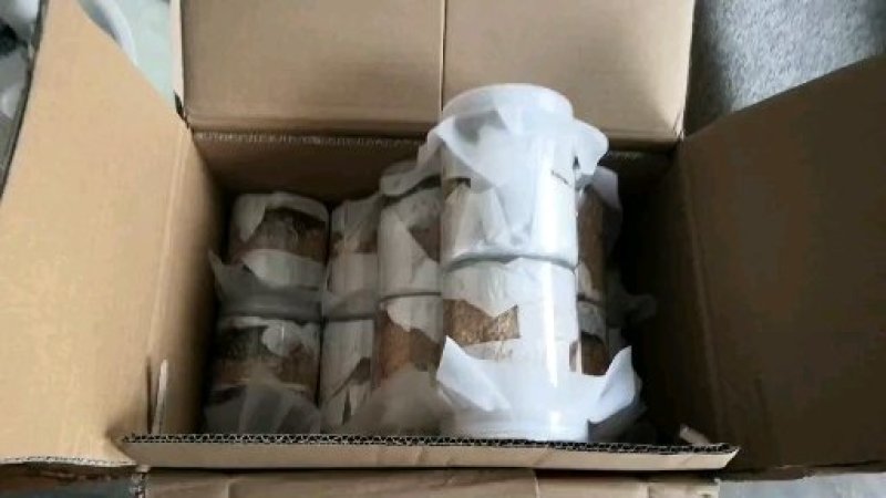 黑水虻虫卵