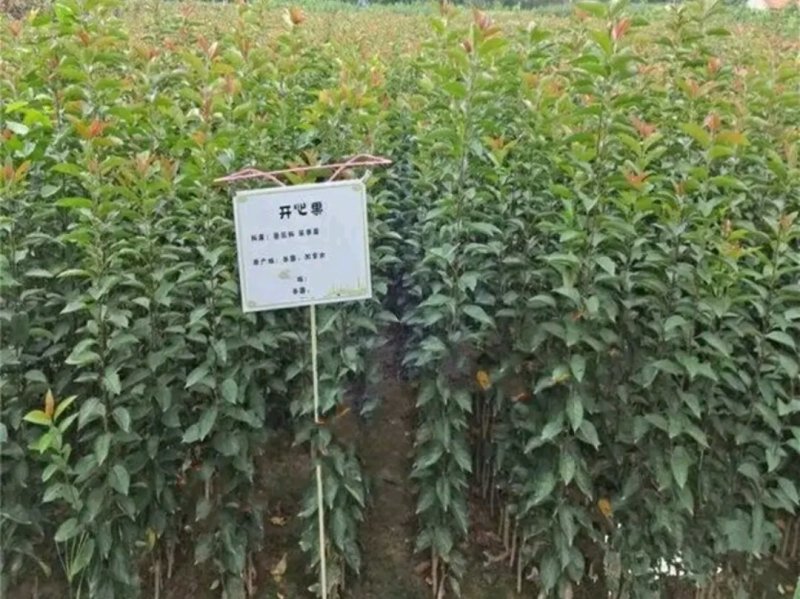 新品种阿月浑子开心果树苗《速生生长结果快》成活率高