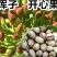 新品种阿月浑子开心果树苗《速生生长结果快》成活率高