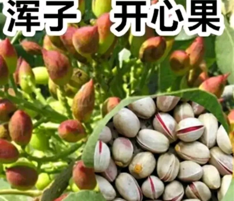 新品种阿月浑子开心果树苗《速生生长结果快》成活率高