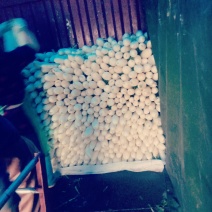 潼南白萝卜，上千亩基地直供，诚信交易，质量为本