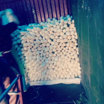 潼南白萝卜，上千亩基地直供，诚信交易，质量为本