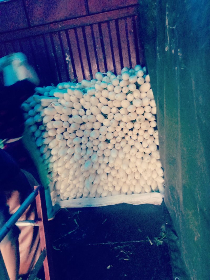 潼南白萝卜，上千亩基地直供，诚信交易，质量为本