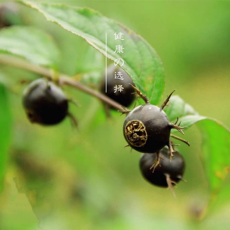 红果参蜘蛛果甜甜的算盘果药食同源