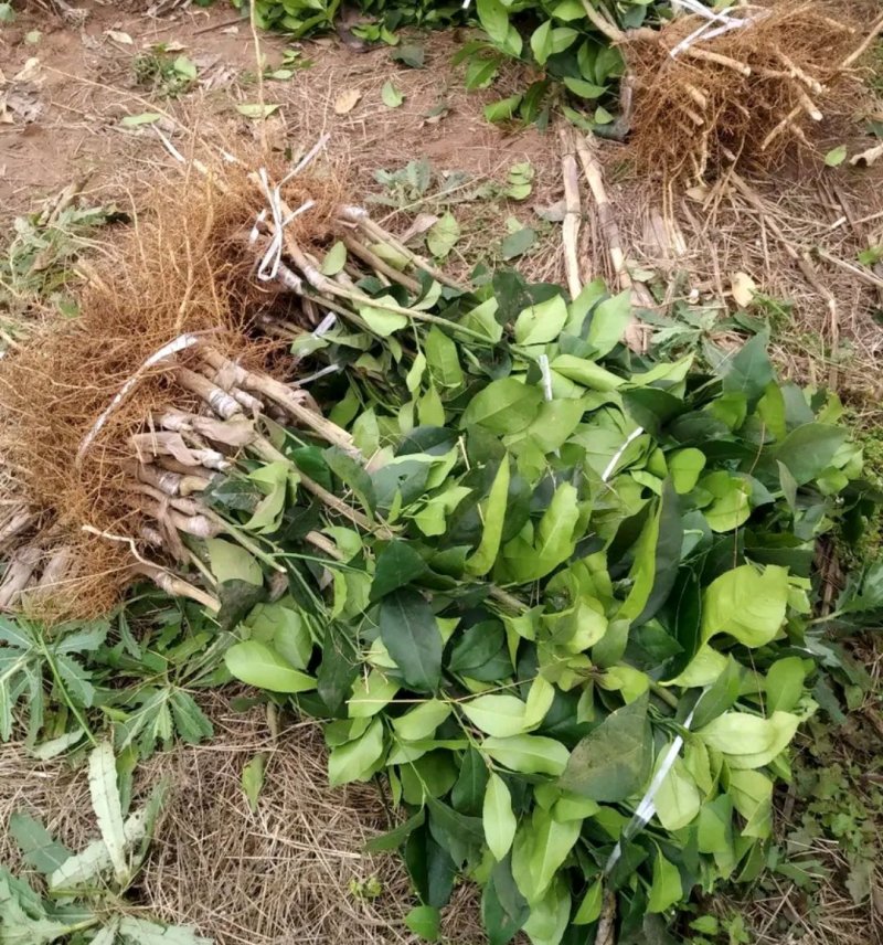 尤力柠檬苗包正品包质量欢迎放心苗大小规格都有