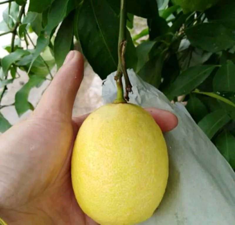 尤力柠檬苗包正品包质量欢迎放心苗大小规格都有