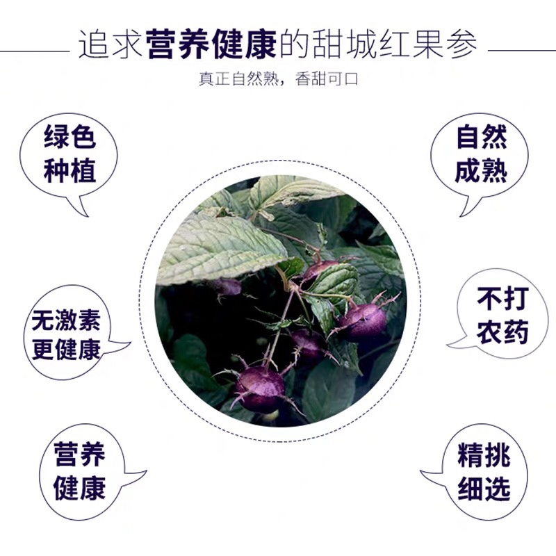 红果参蜘蛛果甜甜的算盘果药食同源