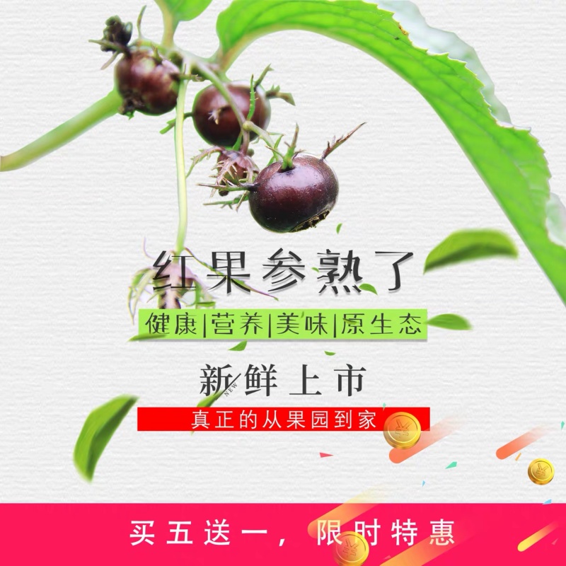 红果参蜘蛛果甜甜的算盘果药食同源