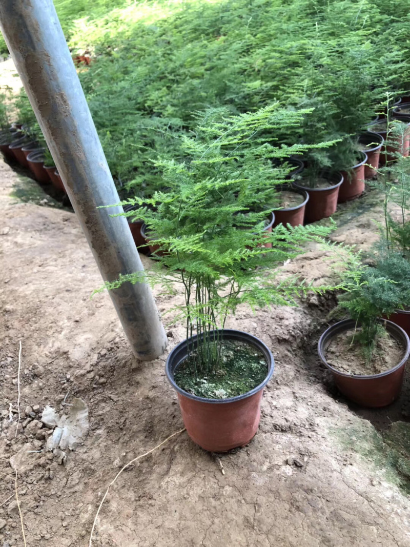 文竹单颗，组盆四角，组盆六角养护简单净化空气