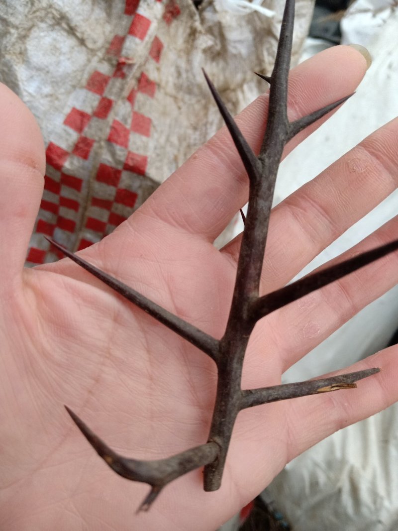 天丁野生！天丁通货！一手货源保证质量欢迎采购