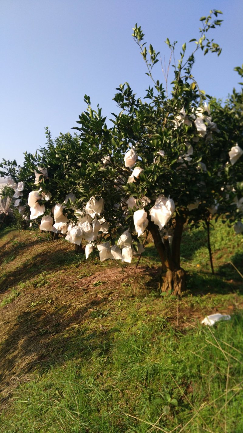 爱缘38爱媛与你接缘，红美人，爱美人，果冻橙十斤装包邮
