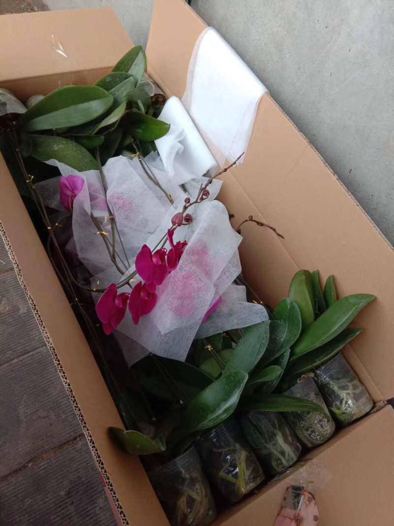蝴蝶兰观赏植物兰花颜色齐全四季开花养护简单