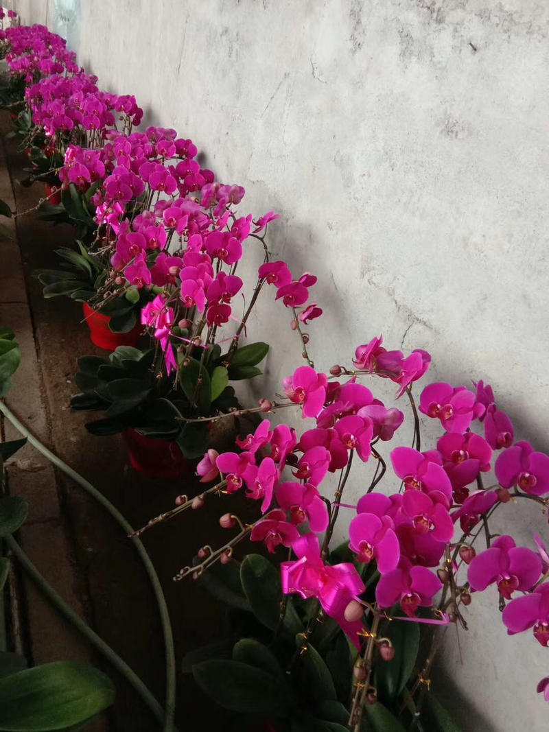 蝴蝶兰观赏植物兰花颜色齐全四季开花养护简单