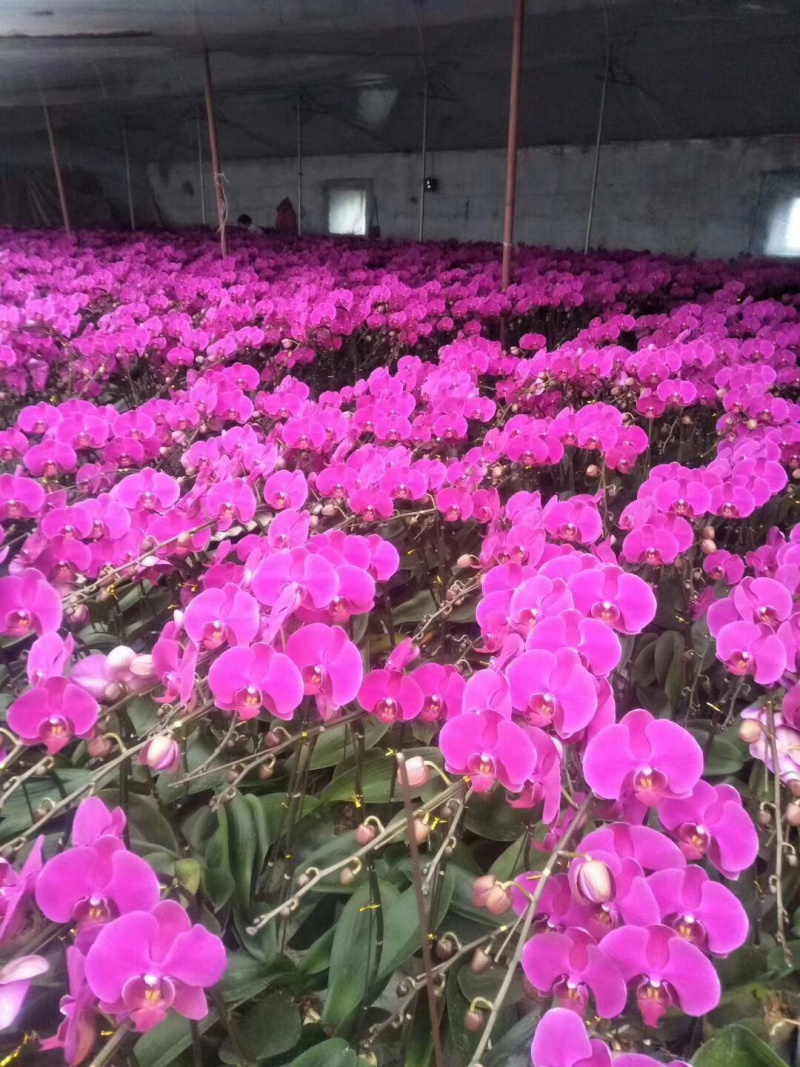 蝴蝶兰观赏植物兰花颜色齐全四季开花养护简单