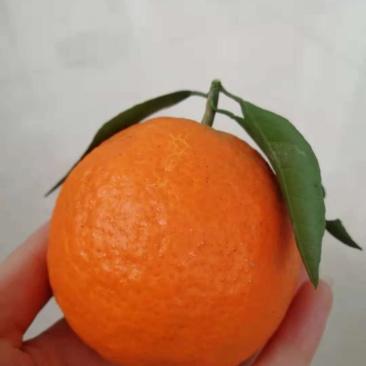 爱缘38爱媛与你接缘，红美人，爱美人，果冻橙十斤装包邮