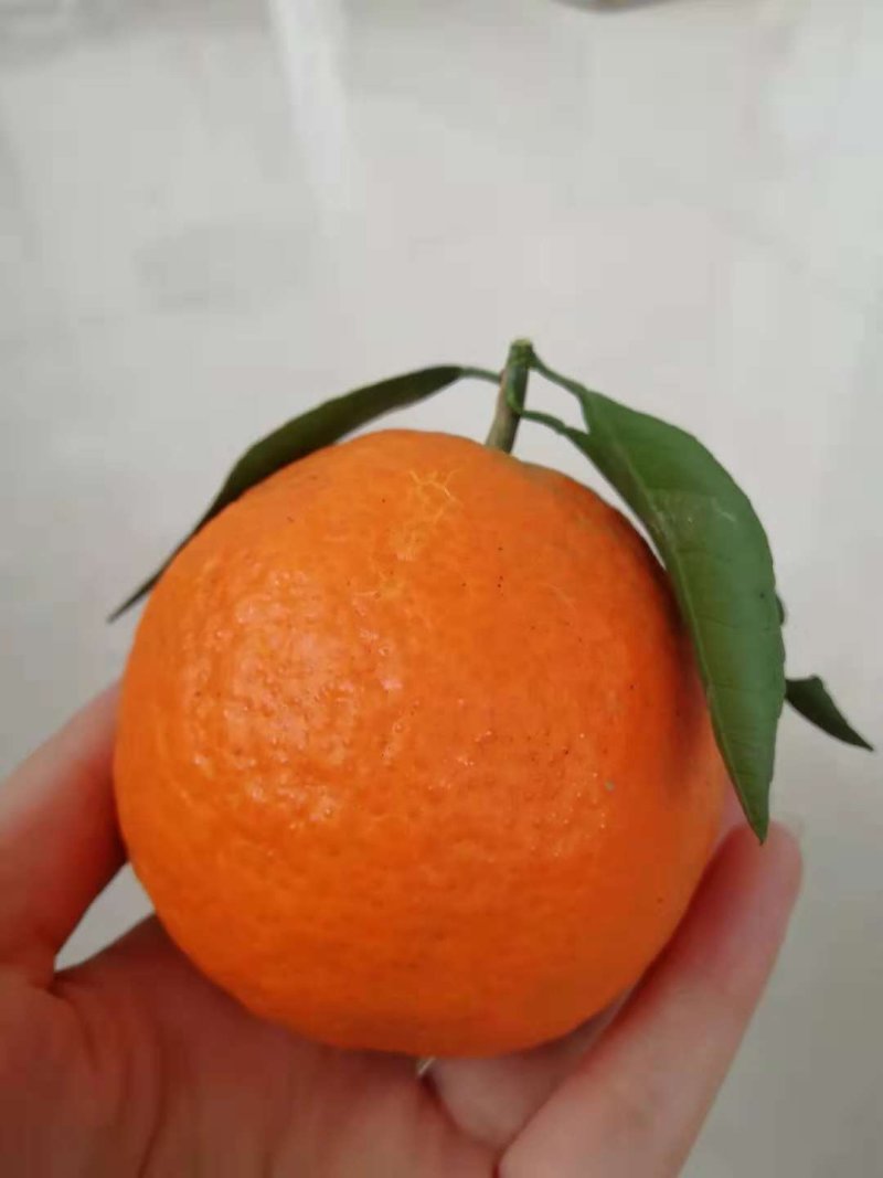 爱缘38爱媛与你接缘，红美人，爱美人，果冻橙十斤装包邮