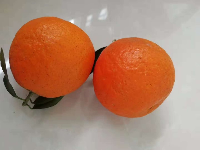 爱缘38爱媛与你接缘，红美人，爱美人，果冻橙十斤装包邮