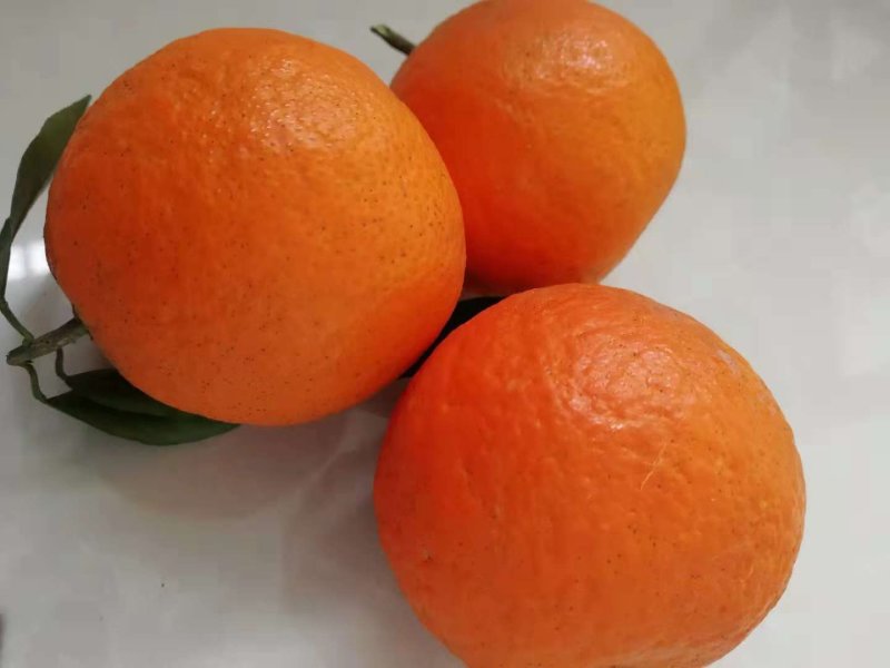 爱缘38爱媛与你接缘，红美人，爱美人，果冻橙十斤装包邮