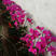 蝴蝶兰观赏植物兰花颜色齐全四季开花养护简单