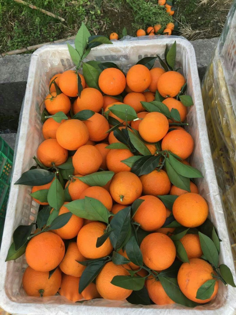 大量密香橙上市中，口感甜，个头大，颜色红，皮张光滑