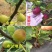 《推荐》波姬红无花果苗，布兰瑞克，金奥芬，提供技术指导
