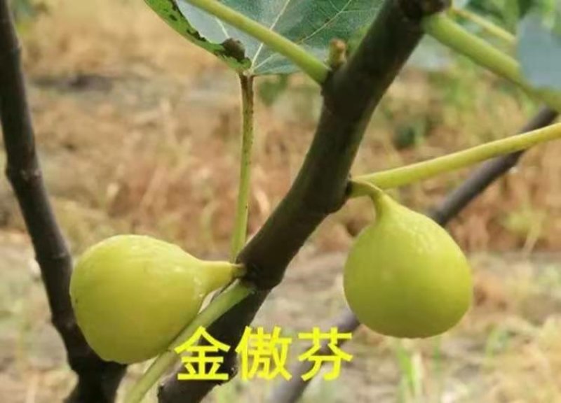 《推荐》波姬红无花果苗，布兰瑞克，金奥芬，提供技术指导
