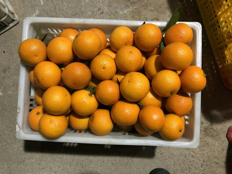 大量密香橙上市中，口感甜，个头大，颜色红，皮张光滑