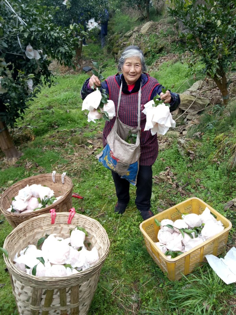 耙耙柑春见现摘现发口感非常10斤装九斤货包邮