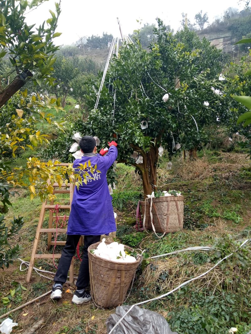 耙耙柑春见现摘现发口感非常10斤装九斤货包邮