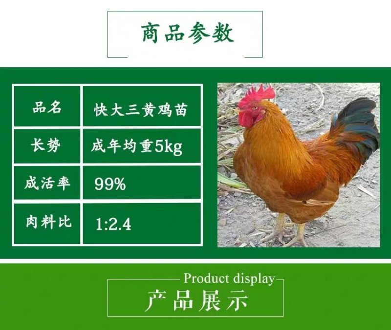 三黄鸡苗分别【中三黄、大三黄、快大黄】包打疫苗，包路损