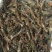 洪湖淡水小龙虾虾苗种虾子