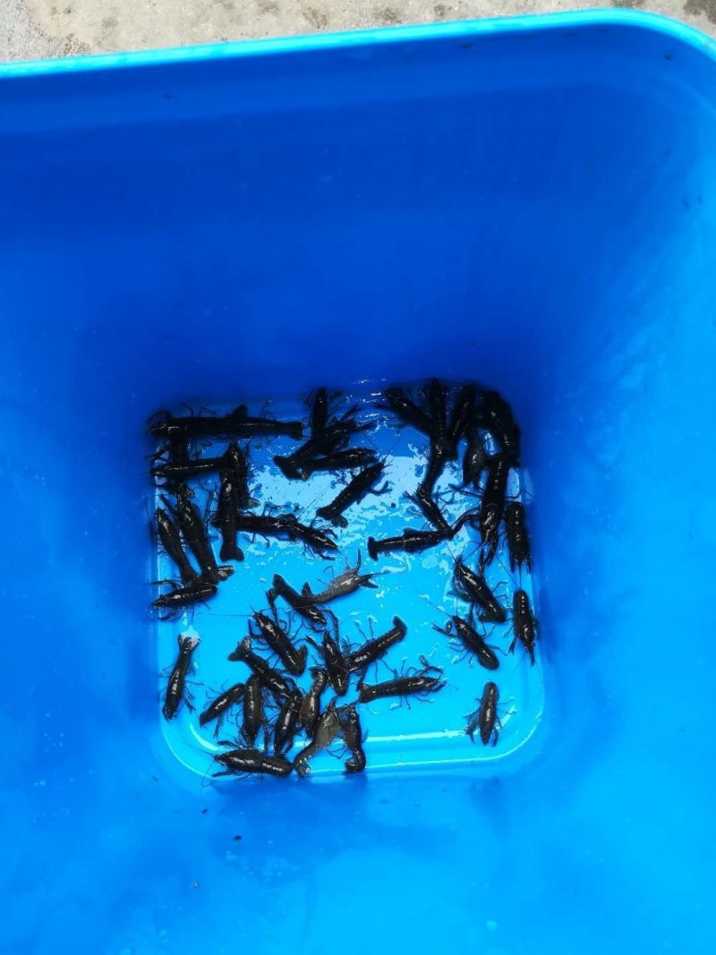 洪湖淡水小龙虾虾苗种虾子