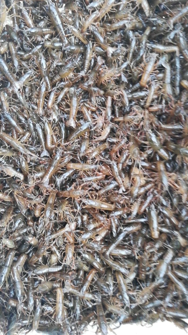 洪湖淡水小龙虾虾苗种虾子