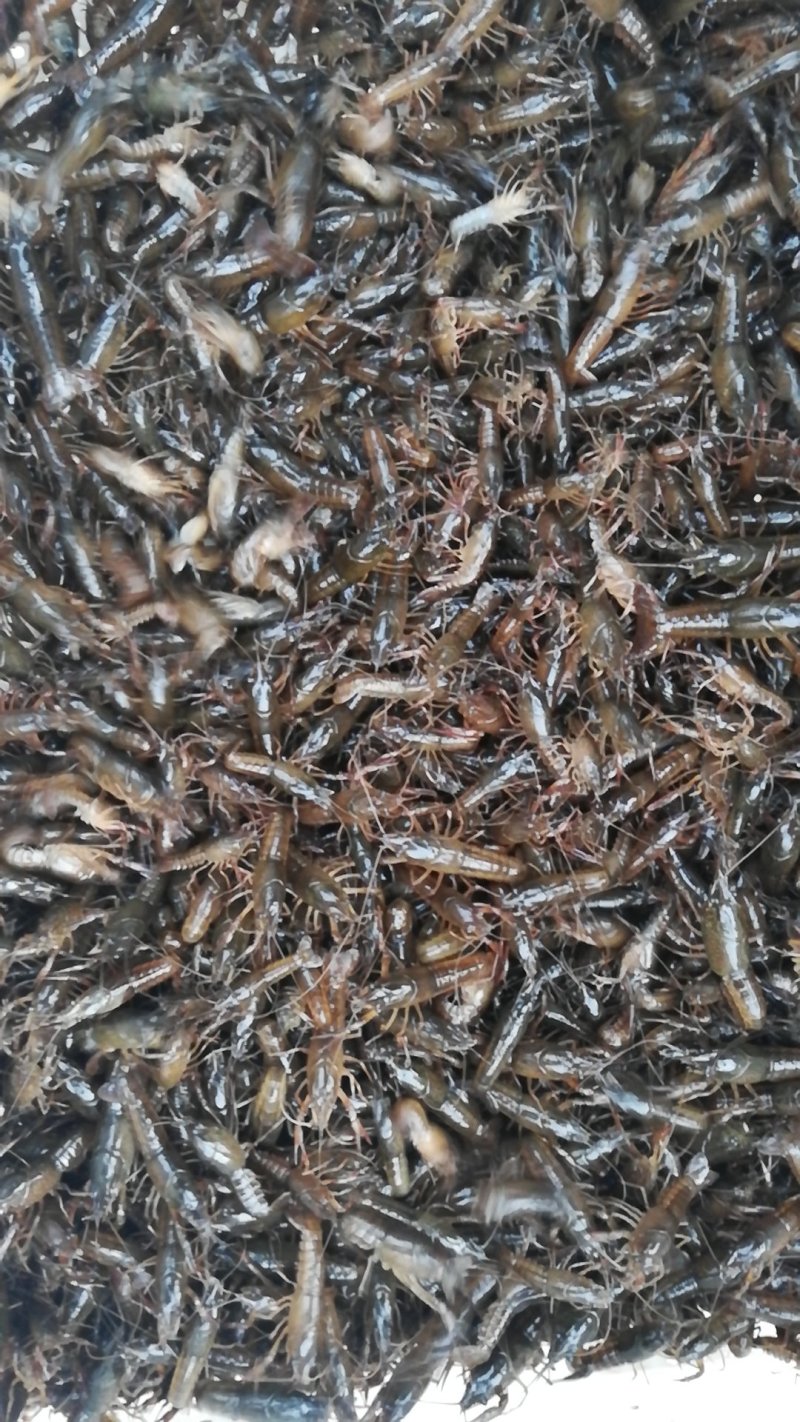 洪湖淡水小龙虾虾苗种虾子