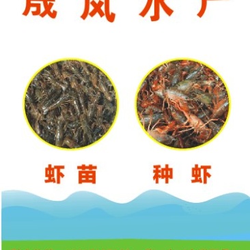 洪湖淡水小龙虾虾苗，成品虾