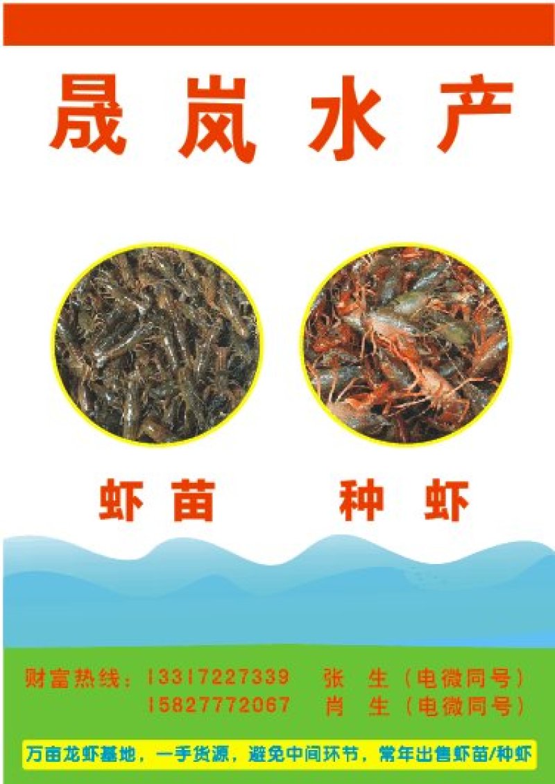 洪湖淡水小龙虾虾苗，成品虾