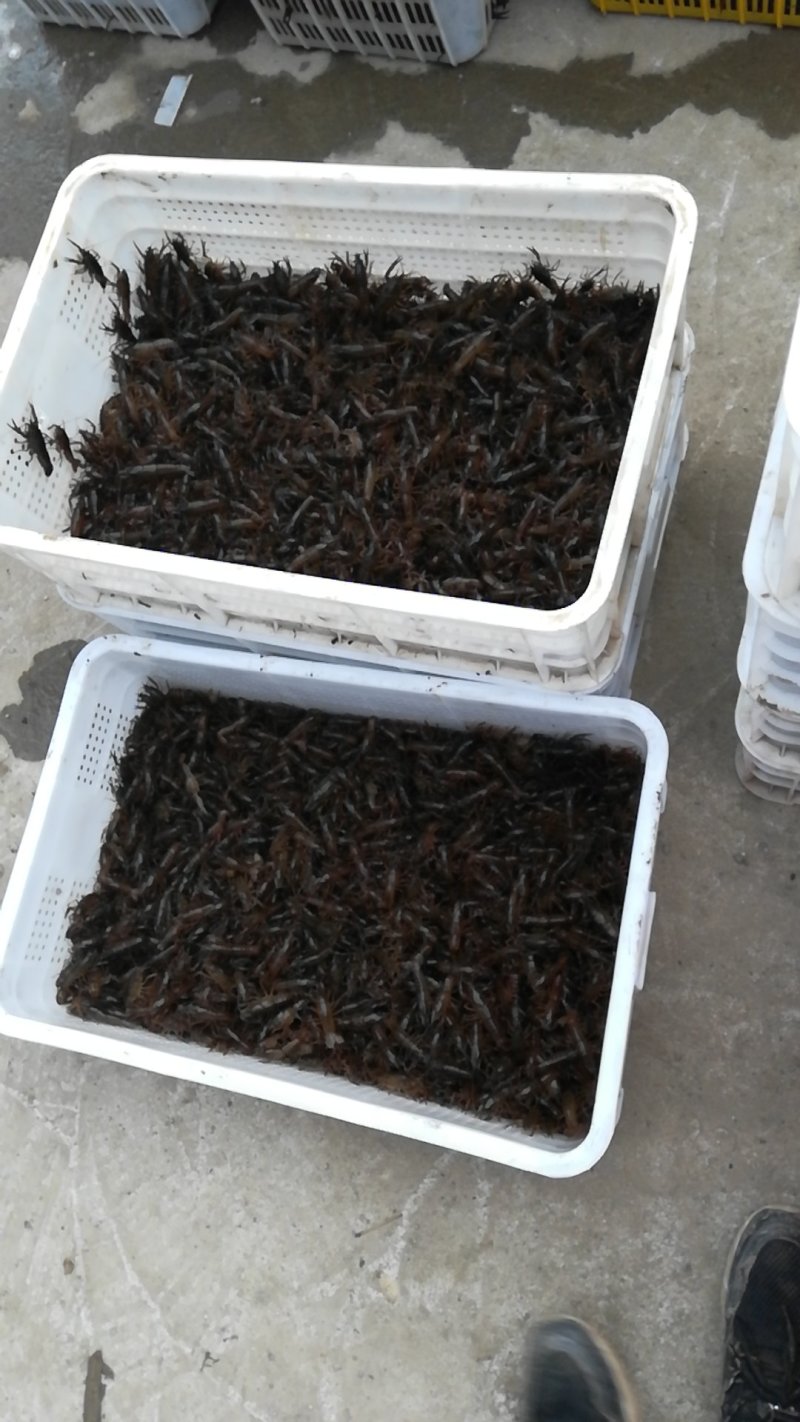 洪湖淡水小龙虾虾苗，成品虾