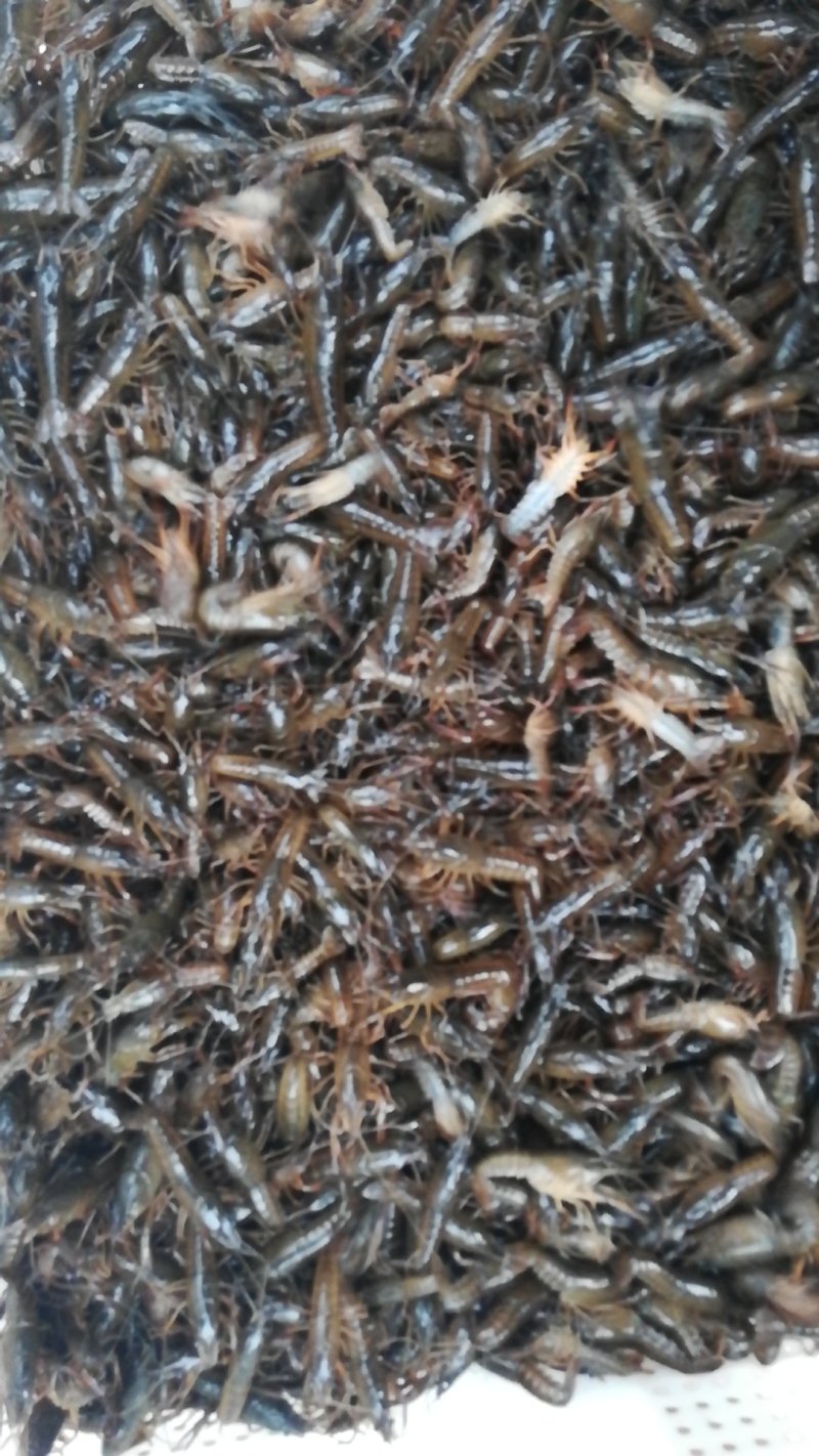 洪湖淡水小龙虾虾苗，成品虾