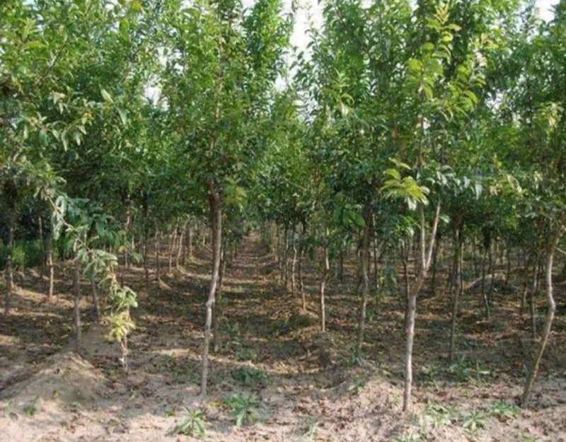突尼斯软籽石榴苗包正品放心苗欢迎实地选苗