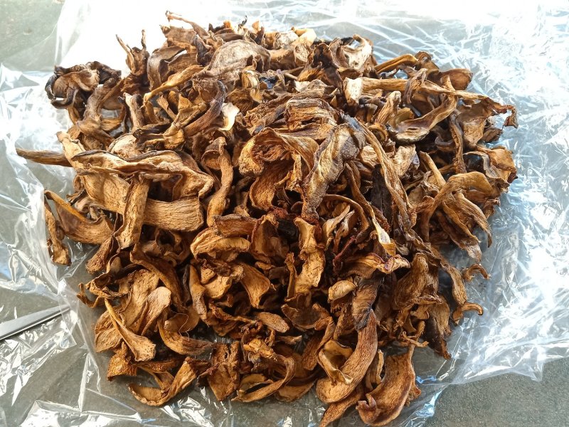 长白山黄牛肝菌黄赖头牛肝菌美味牛肝菌食用菌