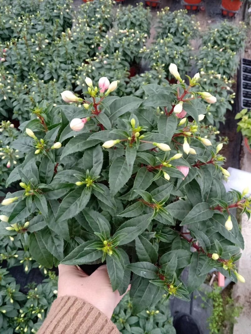 倒挂金钟灯笼花灯笼花年销上市常年性供应经营多种盆花