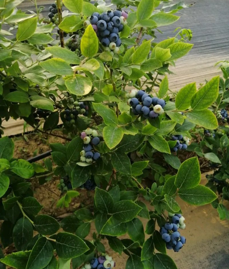 薄雾全新脱毒蓝莓苗包正品欢迎实地选苗。