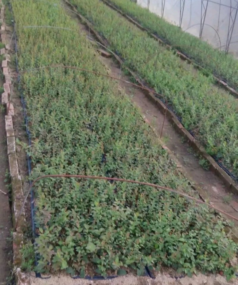 薄雾全新脱毒蓝莓苗包正品欢迎实地选苗。