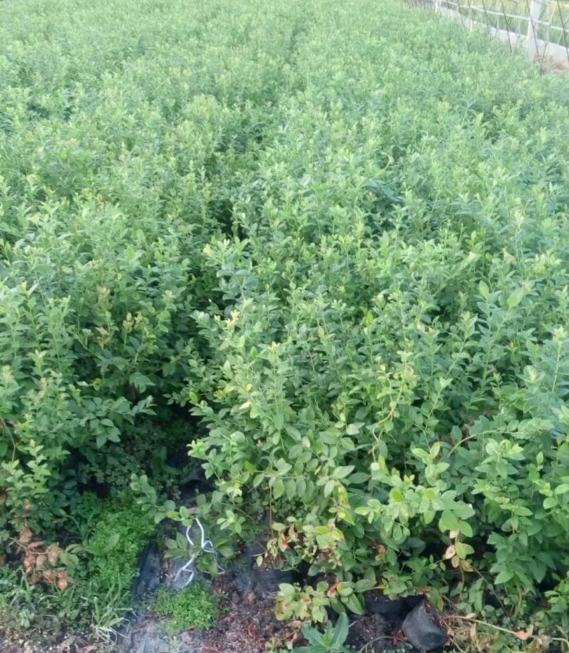 薄雾全新脱毒蓝莓苗包正品欢迎实地选苗。