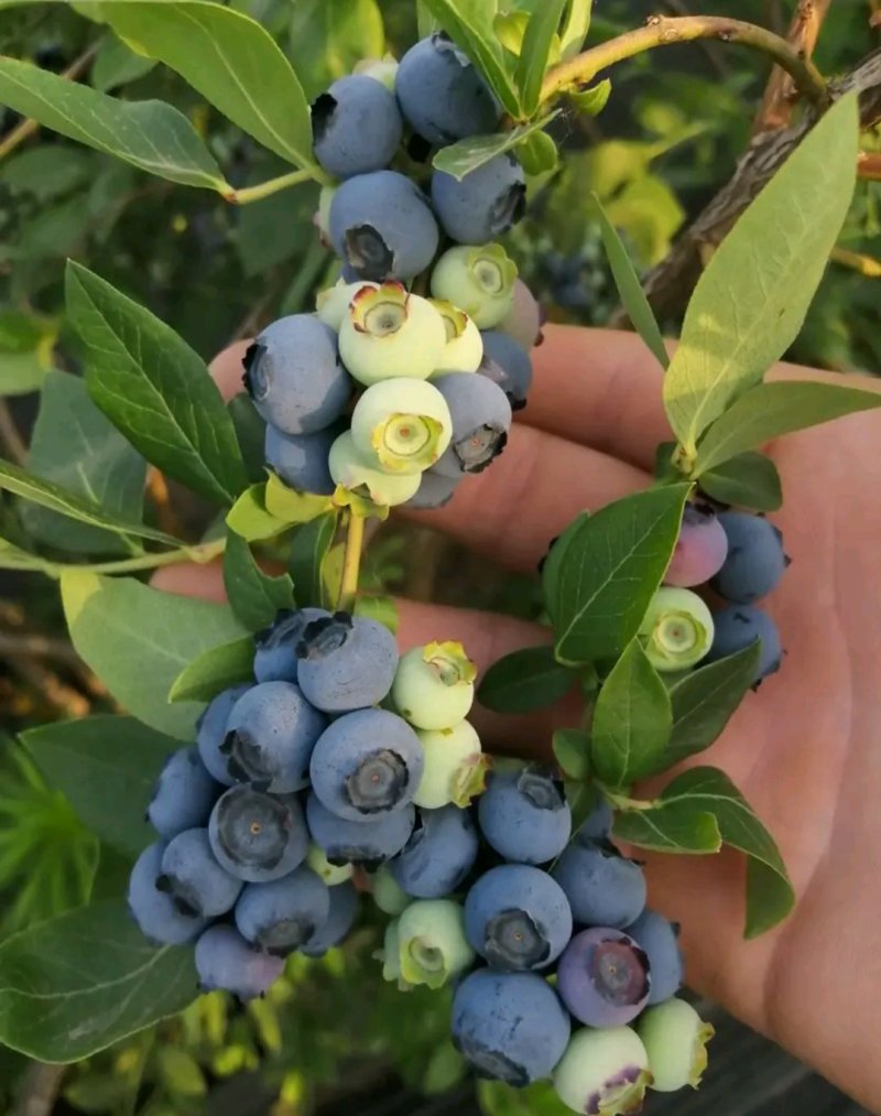 薄雾全新脱毒蓝莓苗包正品欢迎实地选苗。