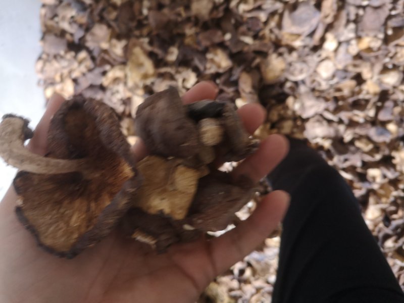 批发零售长白山纯野生香菇真正的森林香菇美味营养